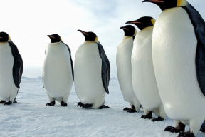 Витис Юрконис: «Пингвины в Антарктиде имеют больше легитимности, возбуждая дело против любого государства насчет потепления климата»