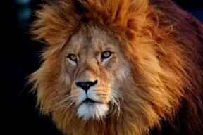 Историк Смиловицкий: «Израиль — это лев, которого разбудили»