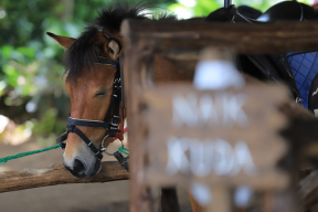 Кнырович: Беларусские власти поставили на одну единственную лошадь